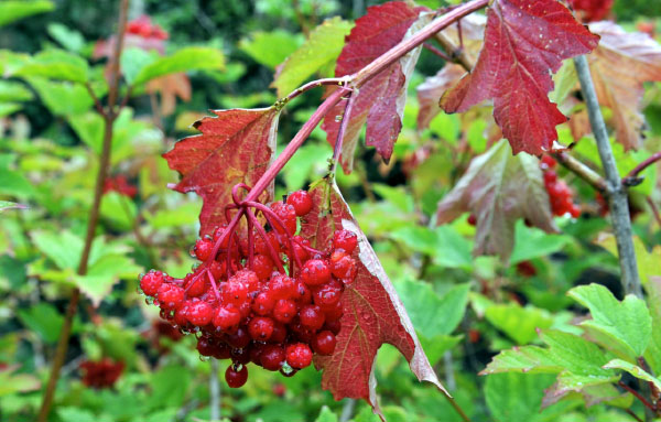 Viburnum