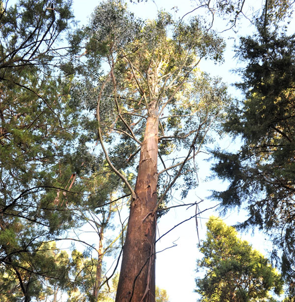 Eucalyptus regnans 