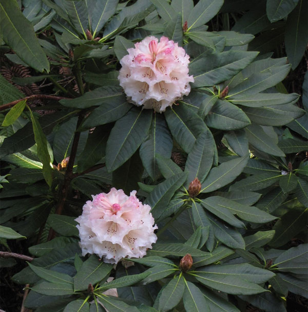 Rhododendron ‘Ina Hair’