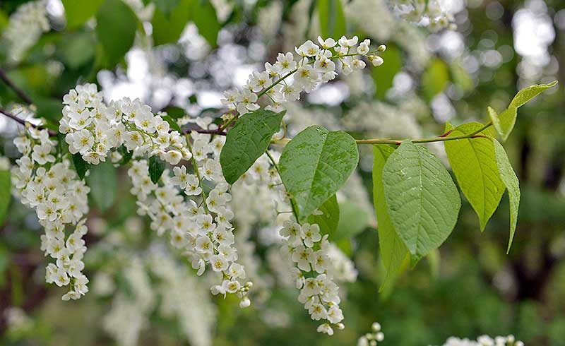 Prunus virginiana