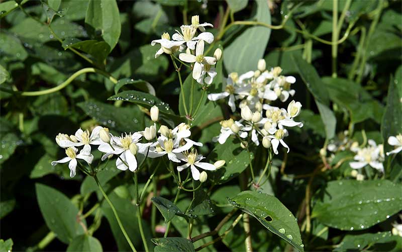 Clematis recta