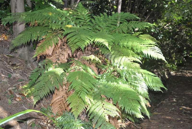 Dicksonia squarrosa