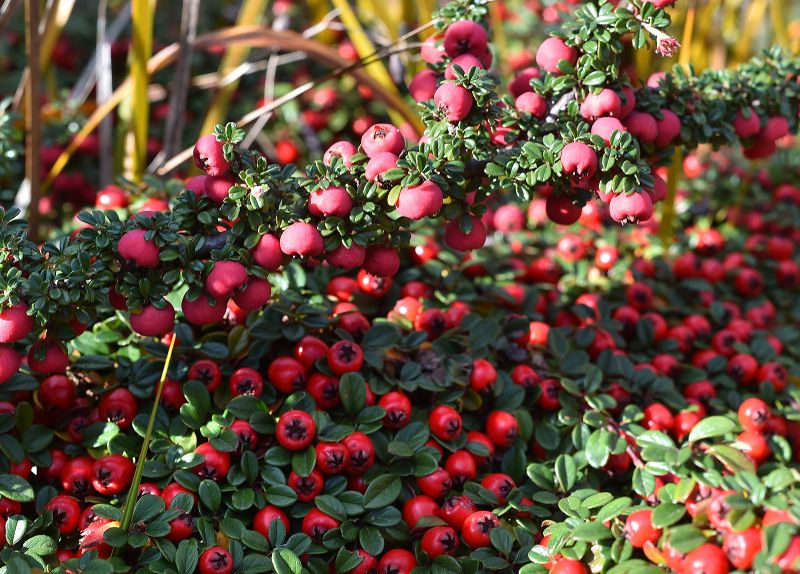 Cotoneaster