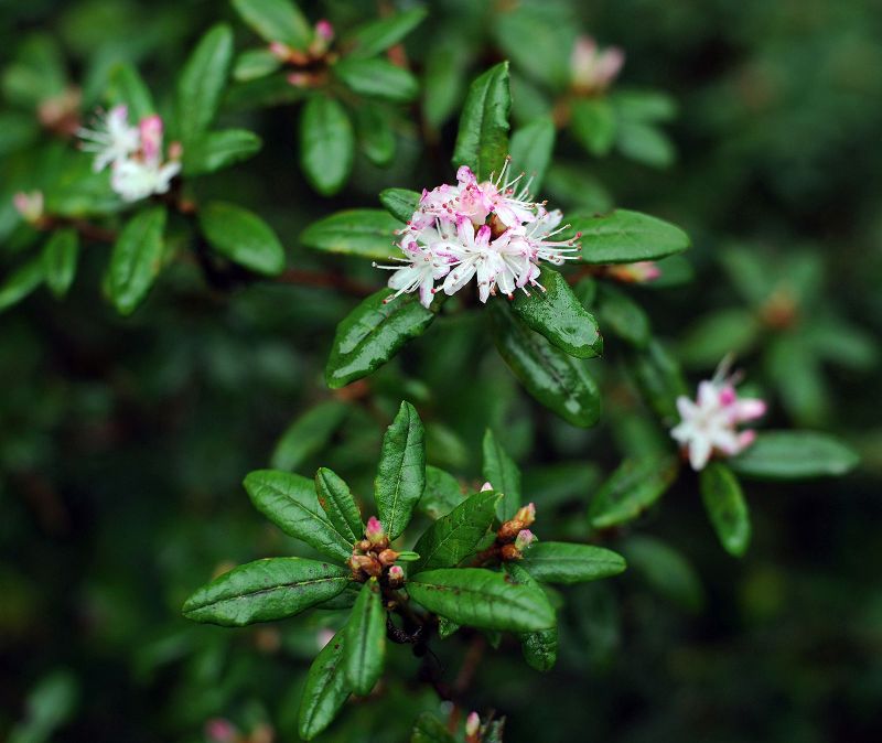 Rhododendron widjajae Argent & Mambrasar, spec.nov. A. Branch