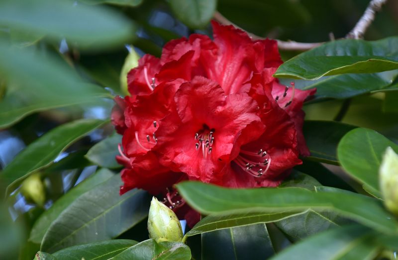 Rhododendron 'Cornubia'