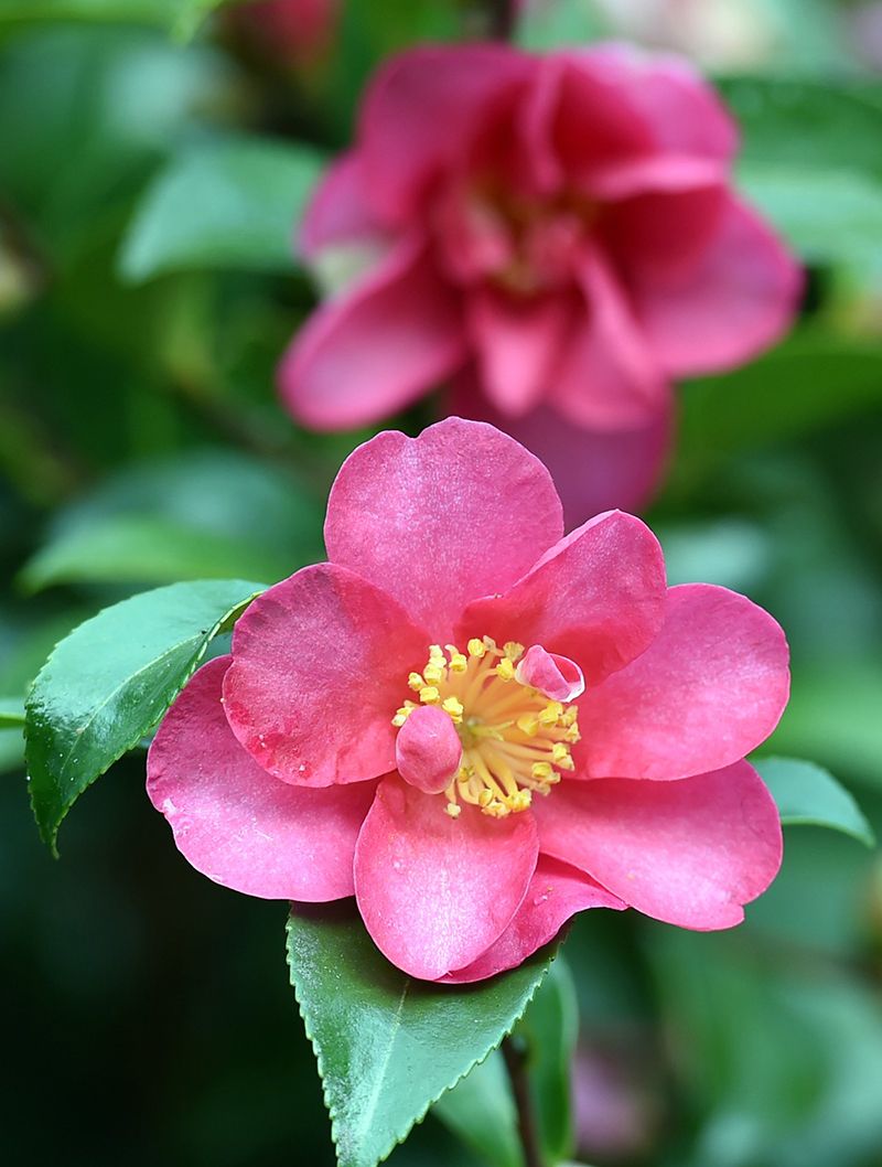 Camellia hiemalis 'Kanjirô