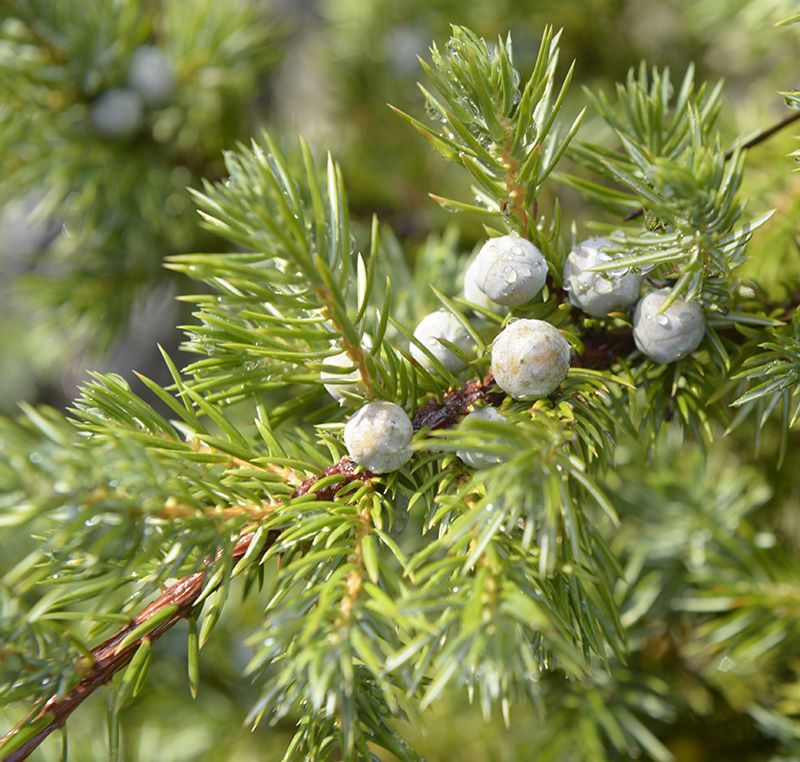 Juniperus rigida var conferta