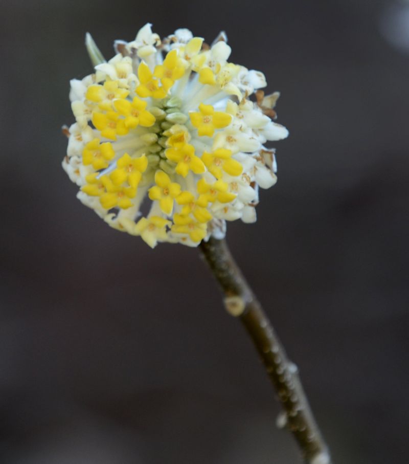 Edgeworthia chrysantha