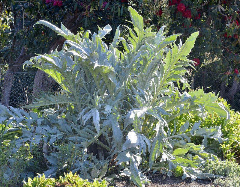 Cynara cardunculus 