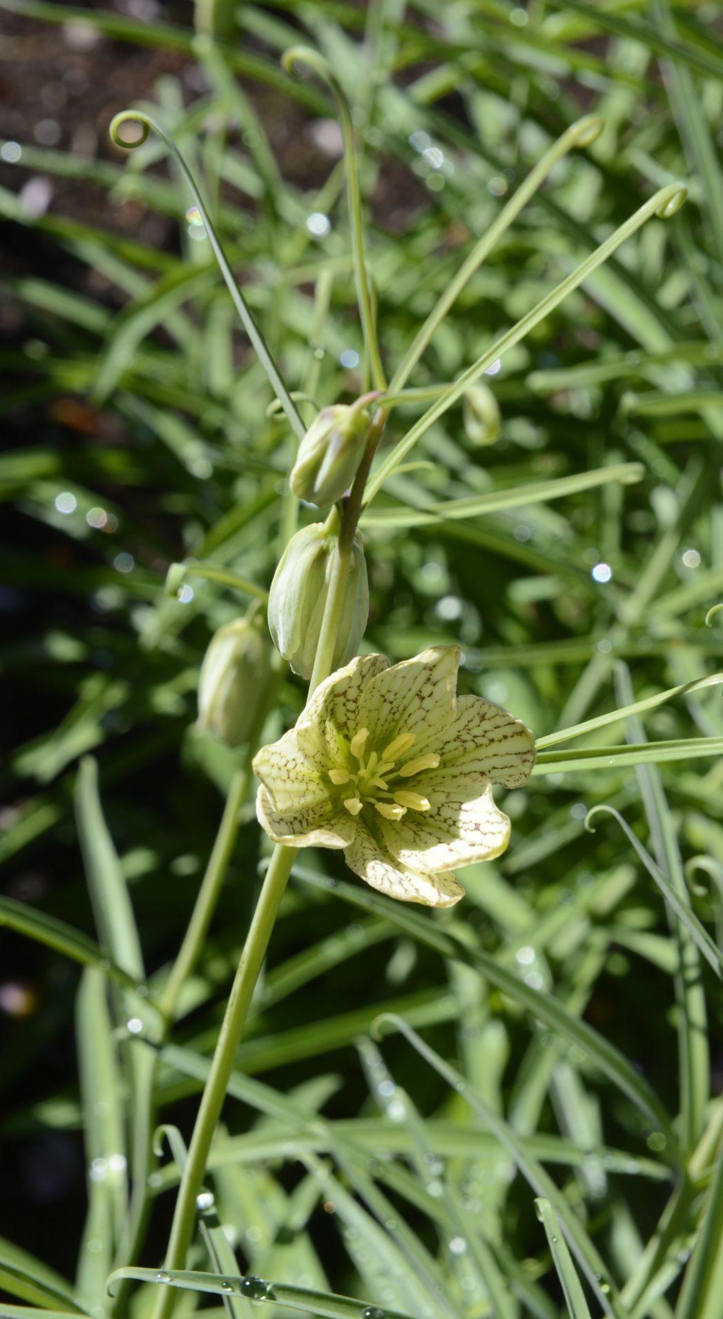 Fritillaria thunbergii