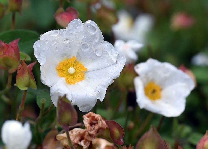 Cistus ladanifer