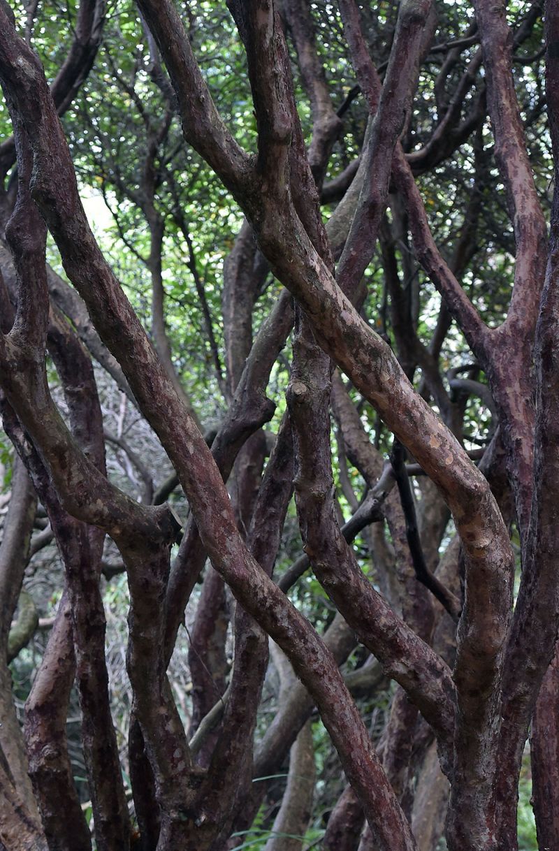 Rhododendron stems