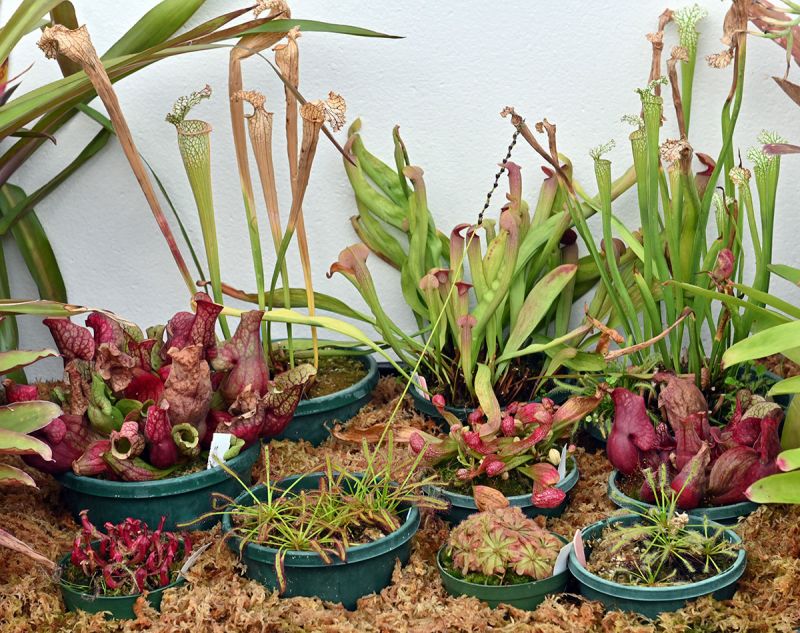 Carnivorous plants