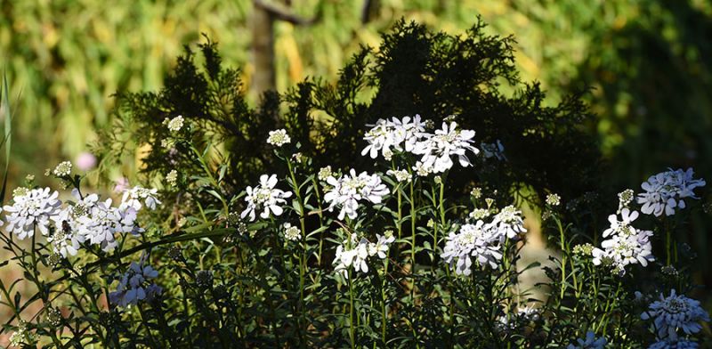 Iberis gibraltarica