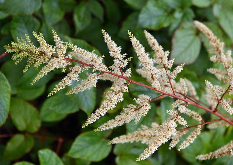 Astilbe rivularis