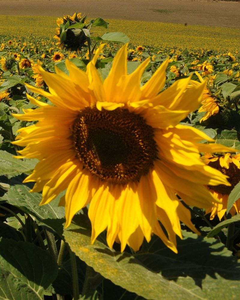 Helianthus annuus