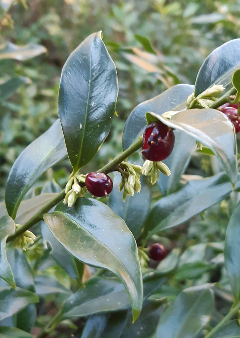 Sarcococca hookeriana