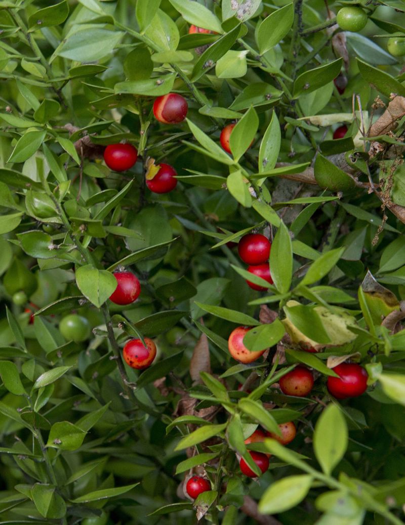 Ruscus aculeatus