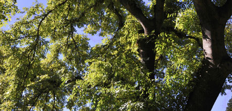 Fraxinus excelsior