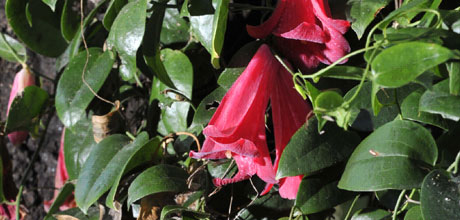 Lapageria rosea