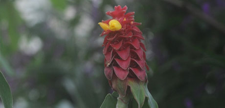 Costus