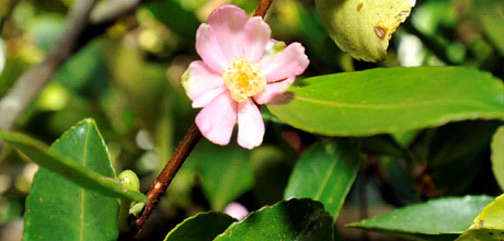 Camellia puniceiflora