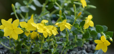 Azara microphylla