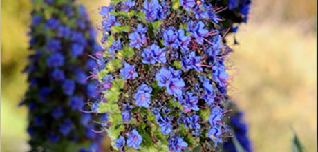 Echium candicans