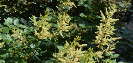 Astilbe rivularis