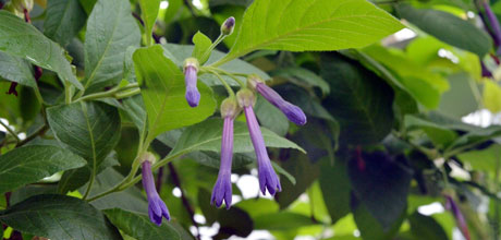 Iochroma grandiflorum