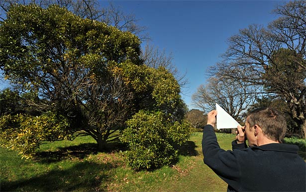 Measuring a tree