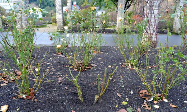 Pruned roses in the Rose Garden