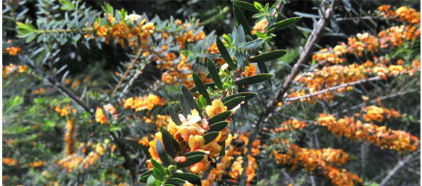 Eutaxia myrtifolia