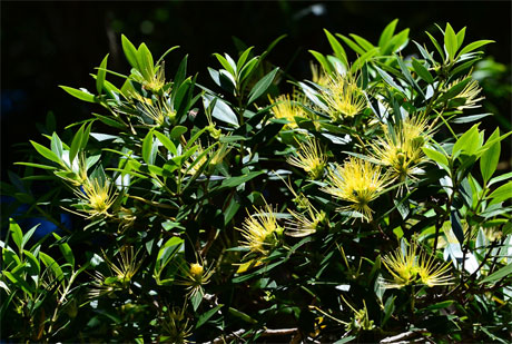 Pohutukawa