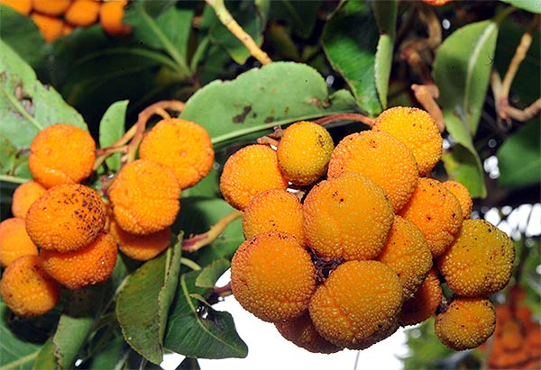 Arbutus canariensis