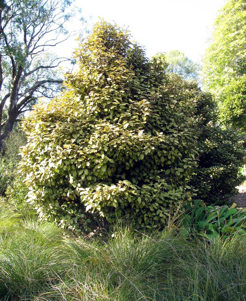 Horopito (Pseudowintera colorata, or pepper tree)