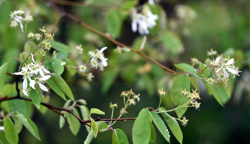 Amelanchier canadensis