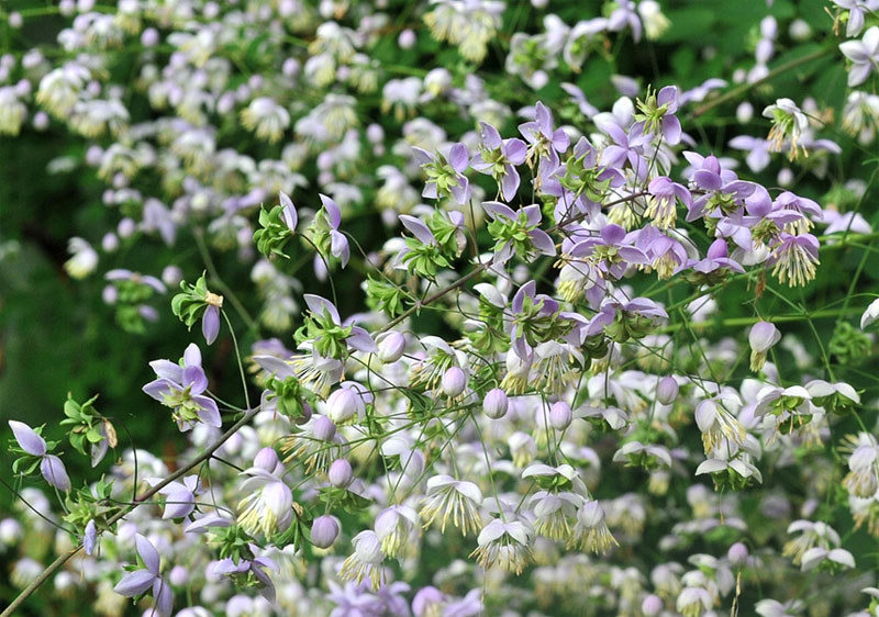 Thalictrum delavayi 