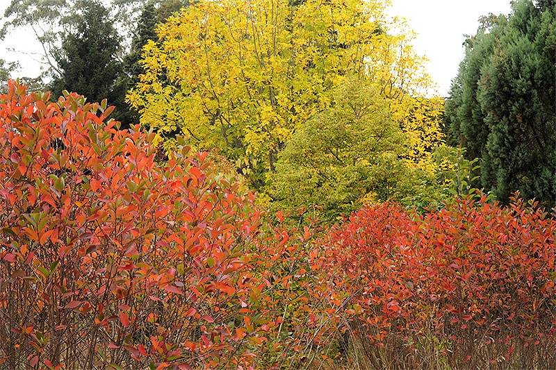 Autumn colour in the Botanic Garden