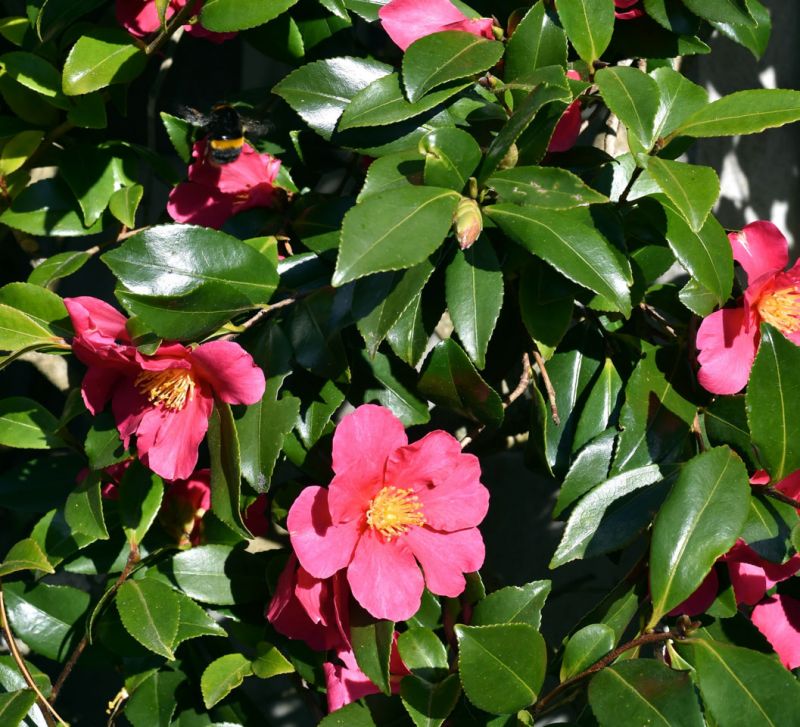 Camellia in the Botanic Garden