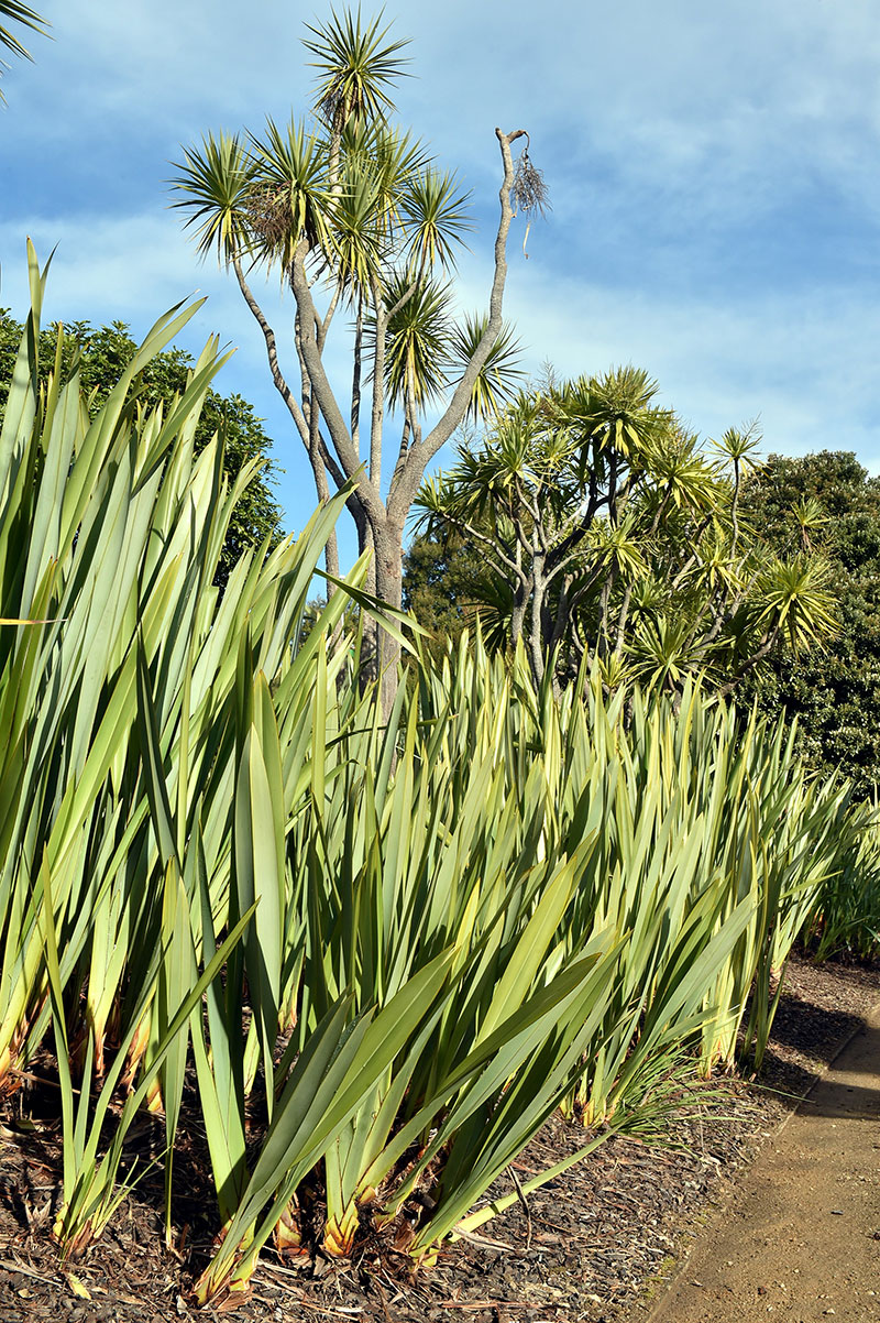 Harakeke in the Botanic Garden