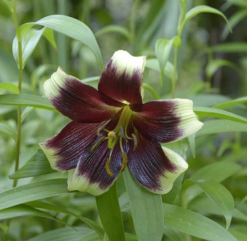 Lillium nepalese