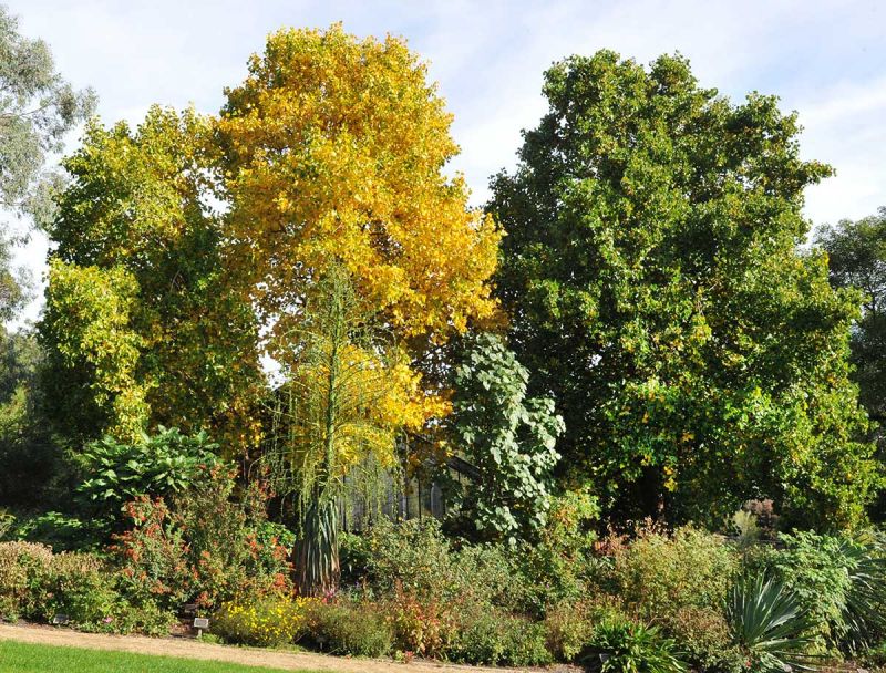 Liriodendron tulipifera