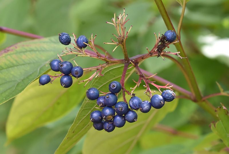 Cornus amomum