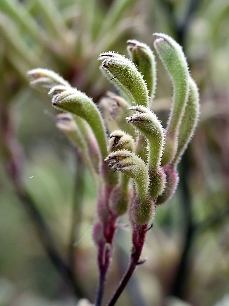 Anigozanthos flavidus