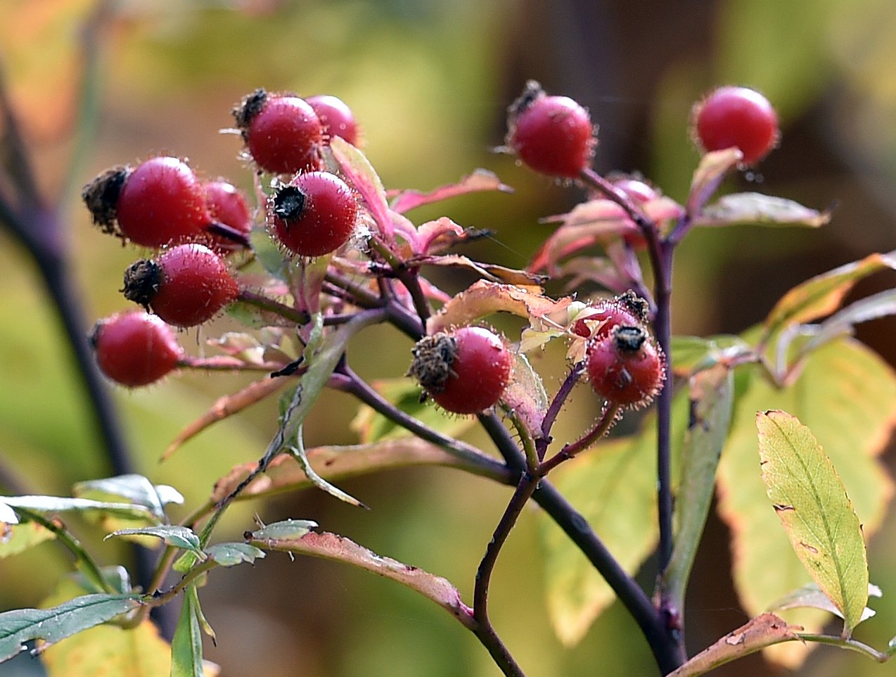 A flowering and fruiting year to remember Dunedin Botanic Garden