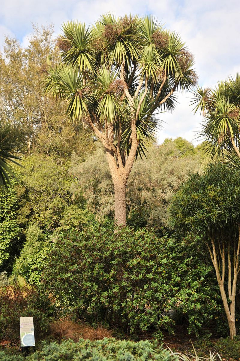 Cordyline australis