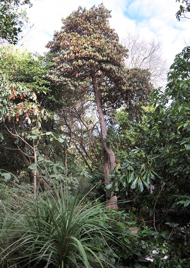 Rhododendron arboreum