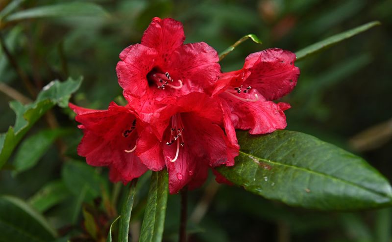 Rhododendron sperabile var weihsiense