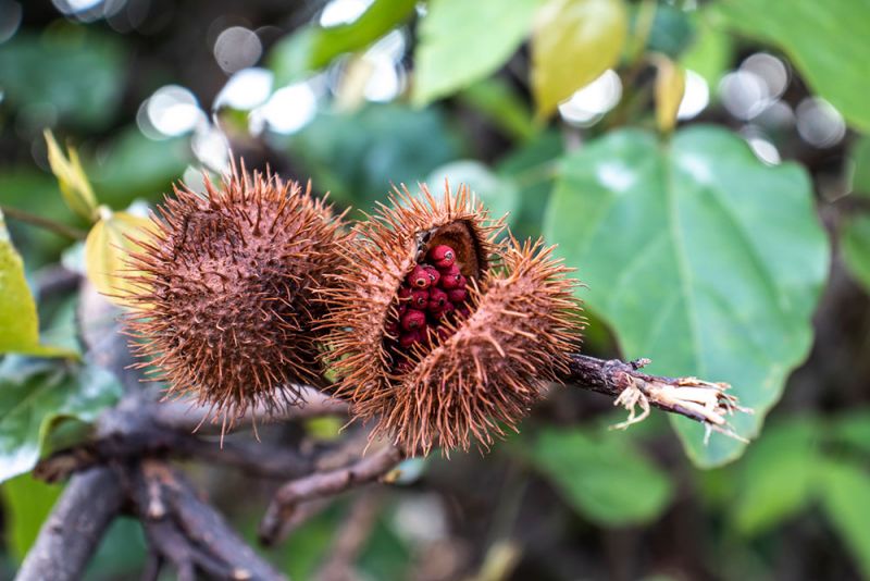 Bixa orellana seeds